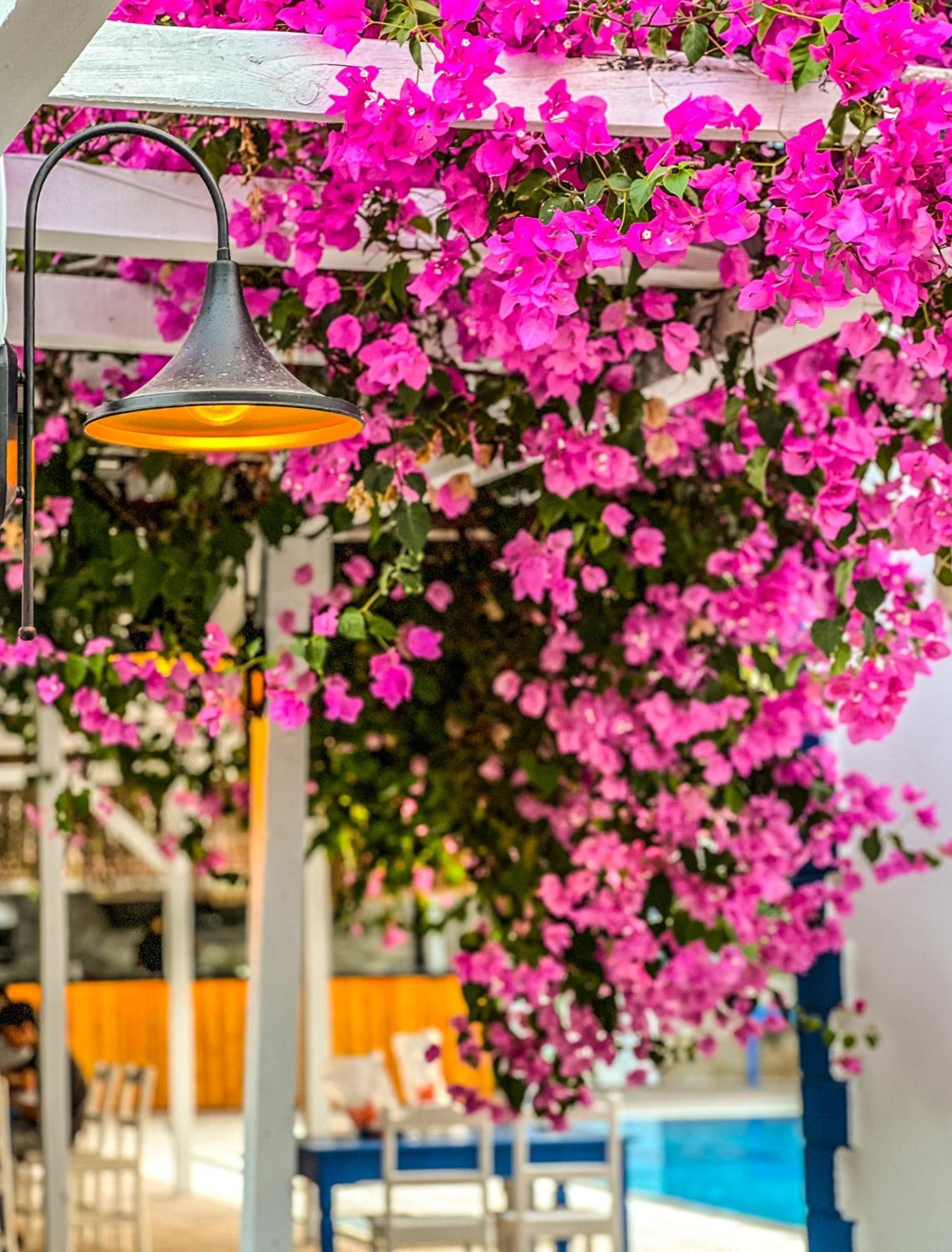 Hotel Pineloft Selimiye Muğla Exterior foto